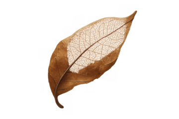 Skeleton leaf showing intricate venation and decay, representing autumn, nature, fragility, and the cycle of life