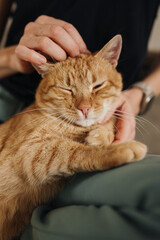 Quiet Domestic Setting Featuring Purring Ginger Tabby With Tender Petting And Peaceful Ambiance