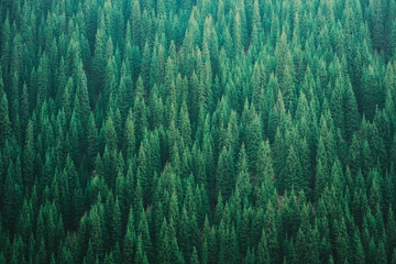 Many evergreen trees grow closely together in a dense forest. The trees stretch across the land, reaching towards the sky. The scene shows a peaceful and natural setting