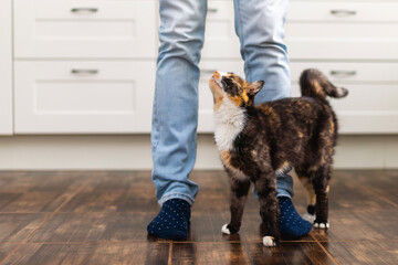 Tabby cat cuddles against owner legs in home kitchen and looks upward. Cat shows affection and trust creating warm domestic moment in bright indoor environment.