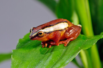 Mitchell's reed frog // Mitchellis Riedfrosch (Hyperolius mitchelli) - Africa