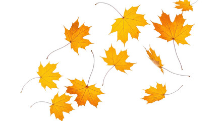Fototapeta premium A set of vibrant red, orange and yellow autumn maple leaves isolated on transparent background. Fall designs. Thanksgiving themes, backgrounds, and patterns.
