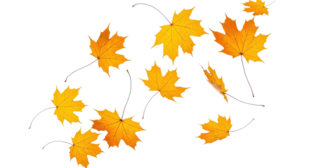 A set of vibrant red, orange and yellow autumn maple leaves isolated on transparent background. Fall designs. Thanksgiving themes, backgrounds, and patterns.