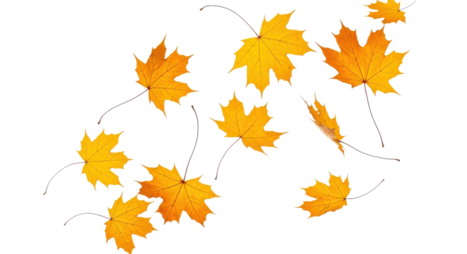 A set of vibrant red, orange and yellow autumn maple leaves isolated on transparent background. Fall designs. Thanksgiving themes, backgrounds, and patterns.