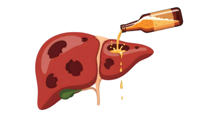 Diseased human liver with dark spots receiving a pour of amber liquid from a glass bottle isolated on a transparent background