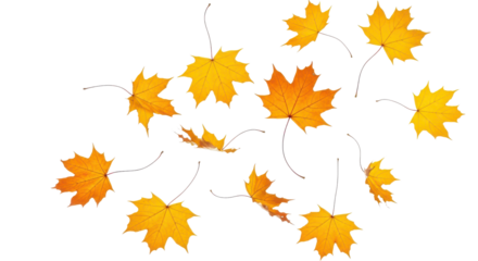 A set of vibrant red, orange and yellow autumn maple leaves isolated on transparent background. Fall designs. Thanksgiving themes, backgrounds, and patterns.