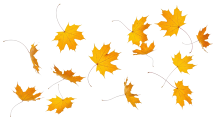 A set of vibrant red, orange and yellow autumn maple leaves isolated on transparent background. Fall designs. Thanksgiving themes, backgrounds, and patterns.