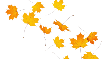 A set of vibrant red, orange and yellow autumn maple leaves isolated on transparent background. Fall designs. Thanksgiving themes, backgrounds, and patterns.