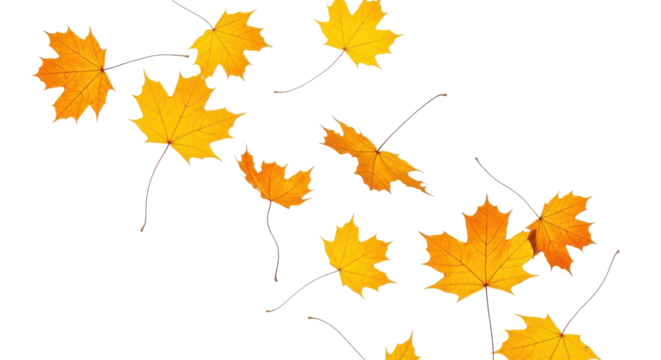 A set of vibrant red, orange and yellow autumn maple leaves isolated on transparent background. Fall designs. Thanksgiving themes, backgrounds, and patterns.