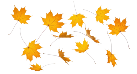 A set of vibrant red, orange and yellow autumn maple leaves isolated on transparent background. Fall designs. Thanksgiving themes, backgrounds, and patterns.