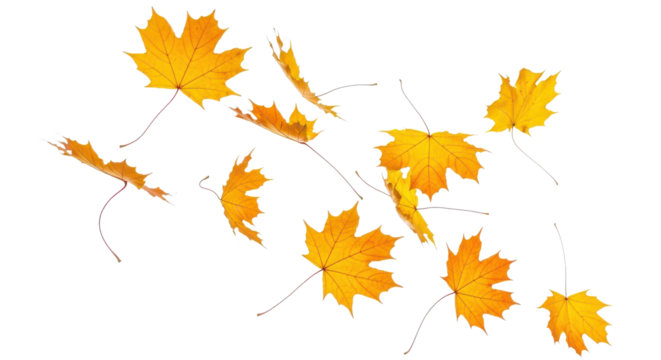 A set of vibrant red, orange and yellow autumn maple leaves isolated on transparent background. Fall designs. Thanksgiving themes, backgrounds, and patterns.