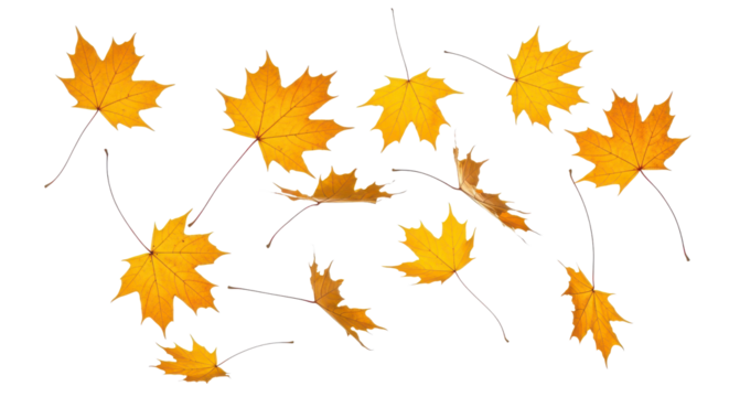 A set of vibrant red, orange and yellow autumn maple leaves isolated on transparent background. Fall designs. Thanksgiving themes, backgrounds, and patterns.