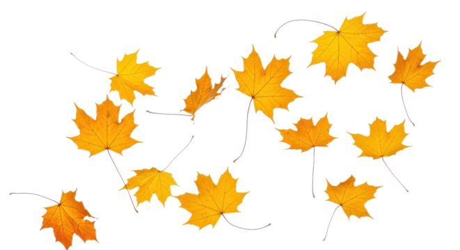 A set of vibrant red, orange and yellow autumn maple leaves isolated on transparent background. Fall designs. Thanksgiving themes, backgrounds, and patterns.