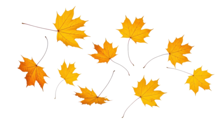 A set of vibrant red, orange and yellow autumn maple leaves isolated on transparent background. Fall designs. Thanksgiving themes, backgrounds, and patterns.