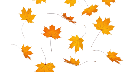 A set of vibrant red, orange and yellow autumn maple leaves isolated on transparent background. Fall designs. Thanksgiving themes, backgrounds, and patterns.