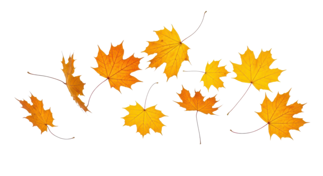 A set of vibrant red, orange and yellow autumn maple leaves isolated on transparent background. Fall designs. Thanksgiving themes, backgrounds, and patterns.