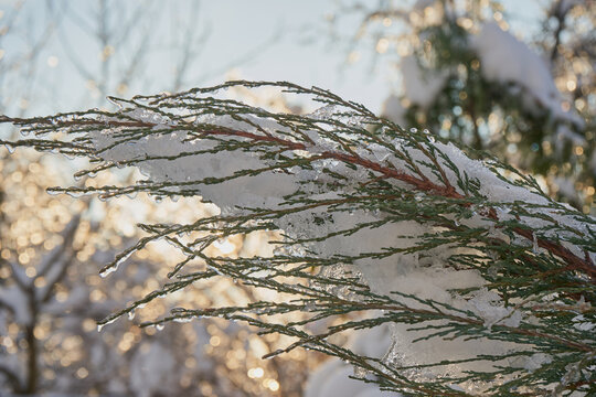 A branch of a coniferous tree, covered with snow and ice, A branch of a thuja covered with a layer of snow and ice melting in bright sunlight