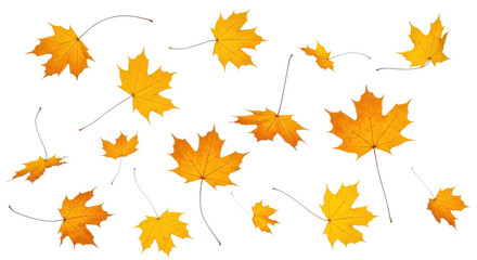 Fototapeta premium A set of vibrant red, orange and yellow autumn maple leaves isolated on transparent background. Fall designs. Thanksgiving themes, backgrounds, and patterns.