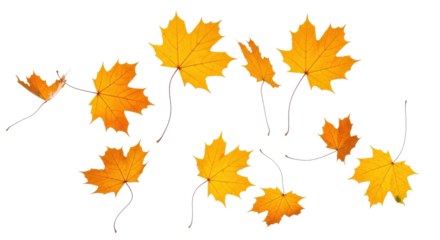 A set of vibrant red, orange and yellow autumn maple leaves isolated on transparent background. Fall designs. Thanksgiving themes, backgrounds, and patterns.