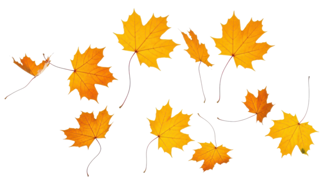 A set of vibrant red, orange and yellow autumn maple leaves isolated on transparent background. Fall designs. Thanksgiving themes, backgrounds, and patterns.