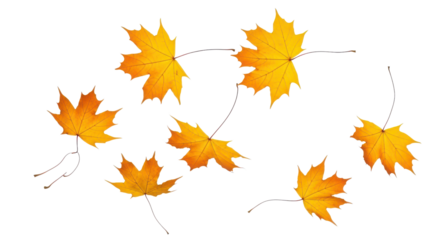 A set of vibrant red, orange and yellow autumn maple leaves isolated on transparent background. Fall designs. Thanksgiving themes, backgrounds, and patterns.