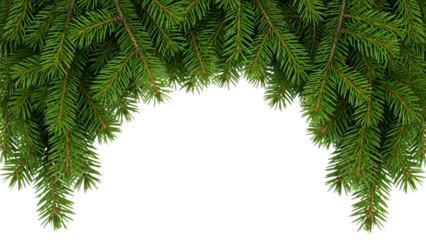 Green fir tree branches forming an archway against a dark background isolated on a transparent background