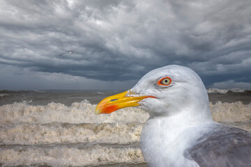 Seagull Portrait on Stormy Ocean Beach with Dark Sky and Crashing Waves