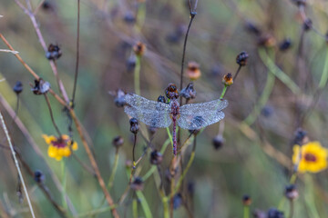 dragon fly covered on raindrops 