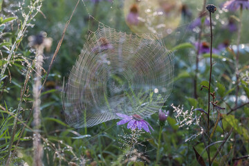 spider web with dew drops
