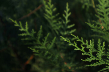Thuja branches in nature. Natural needles background.