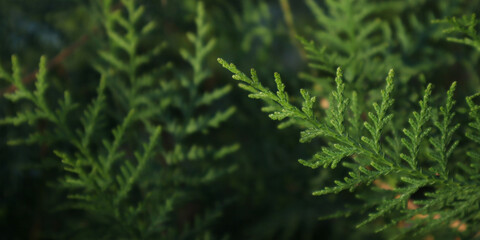 Thuja branches in nature. Natural needles background.