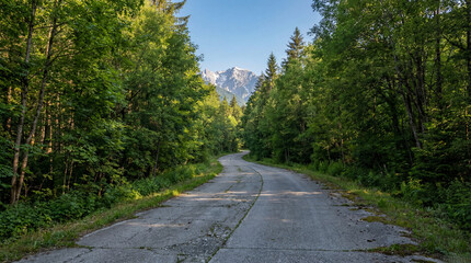 country road in the forest