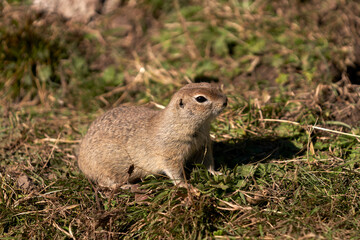 A cute brown gopher in full growth position, sitting on the ground.