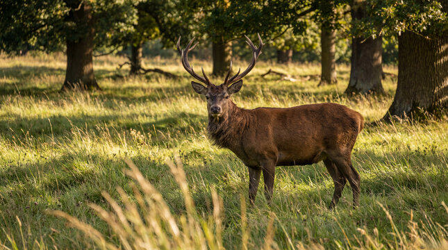 deer in the woods