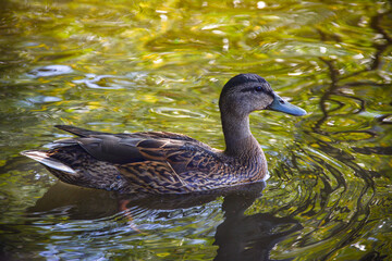 A mallard duck glides gracefully across water. A duck in a serene wildlife scene. ideal for use in environmental, wildlife, or outdoor-themed projects.