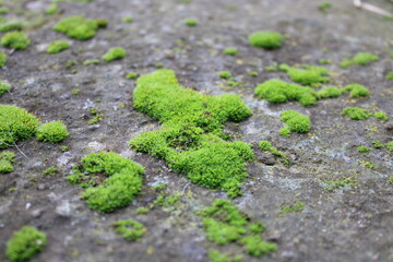 Green moss growing on a stone surface in a natural outdoor setting during daylight hours in a forest