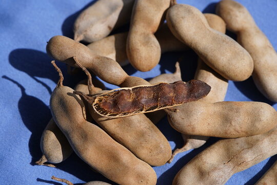 Tamarindus indica L. is a fruit tree that can grow up to 25 m tall. Its seeds and pulp are successfully used in medicine, Fortaleza &ndash; Cear&aacute;, Brazil.