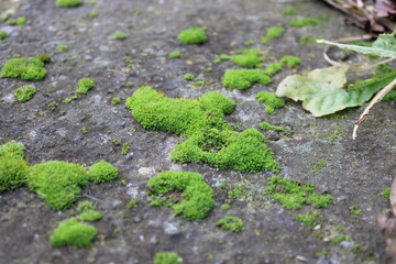 Moss grows on a stone surface in a wooded area during the daytime in a natural setting