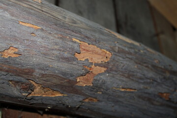 Wood surface shows signs of wear and aging in a rustic setting within a building structure