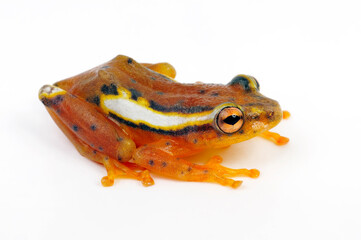 Mitchell's reed frog // Mitchellis Riedfrosch (Hyperolius mitchelli) - Africa