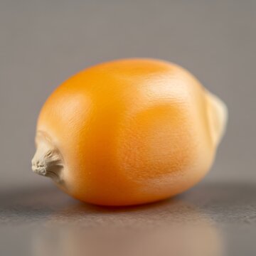 Close up of a single corn kernel studio shot