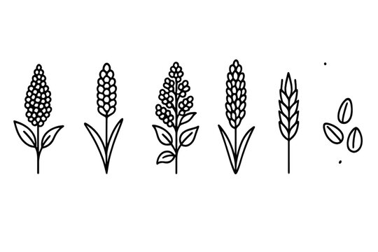 Ancient Grain Icons. Line style icons of ancient grains: amaranth cluster, millet stalk, quinoa plant, sorghum head, einkorn wheat