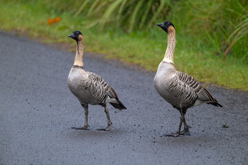 Nene (Branta sandvicensis) Geese on Kauai, HI