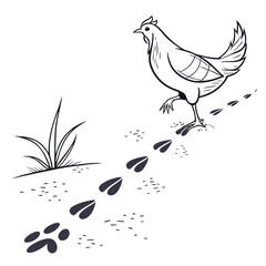 Hen Walking and Leaving Footprints in the Ground Keywords: hen, chicken, bird, poultry, farm