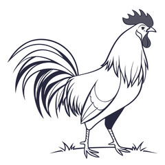 Outline Rooster Standing on Grass on White Background cock bird