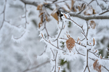 A beech leaf outside on a twig covered with frost in winter.
