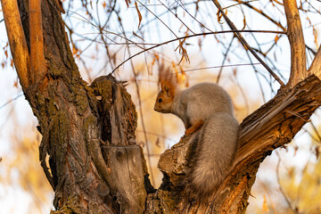 A small, wild Eurasian red squirrel (Sciurus vulgaris) perches on a bare tree branch, looking to the side. The squirrel has a reddish-brown coat, a large bushy tail, and characteristic ear tufts.