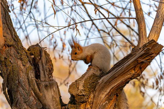 A small, fluffy red squirrel with prominent ear tufts sits on a large, gnarled tree branch. The squirrel is captured in profile, looking down and to the left.