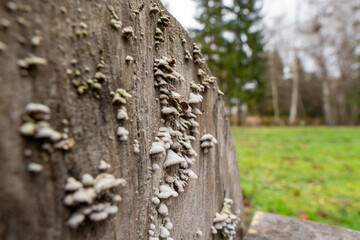 Numerous white fungi cling to the rough bark of a weathered tree stump, showcasing natural growth in a forest environment.