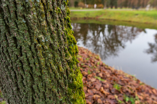 Vibrant green moss covers the textured tree bark standing tall beside a reflective pond, with autumn leaves fallen on the ground. - Powered by Adobe